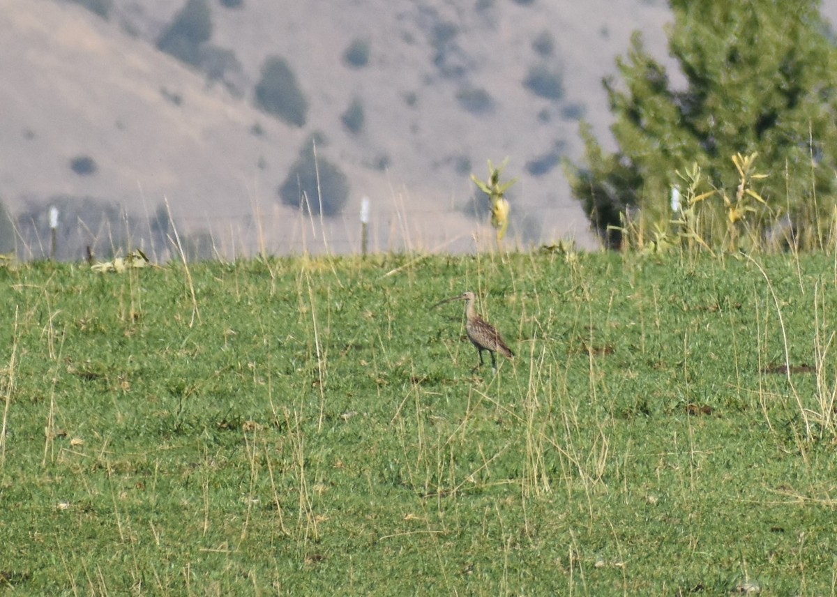 Long-billed Curlew - ML266808581