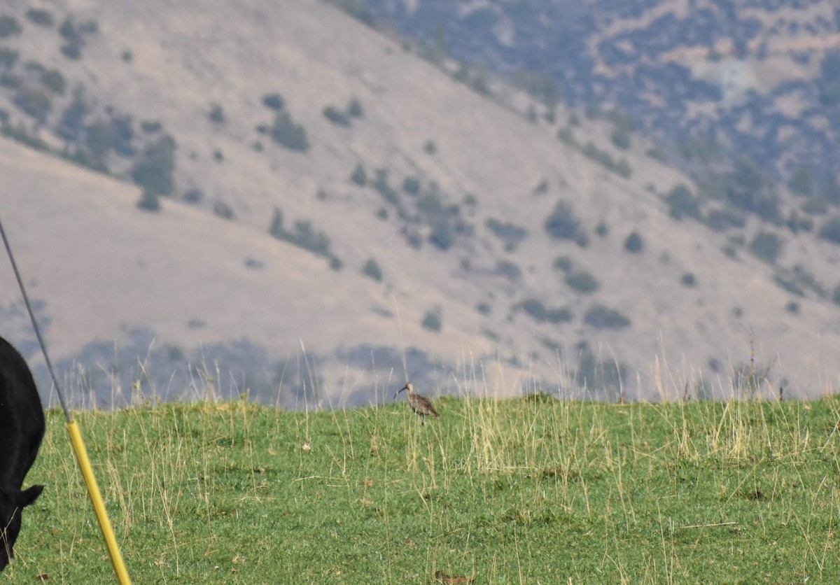 Long-billed Curlew - Mike Grifantini