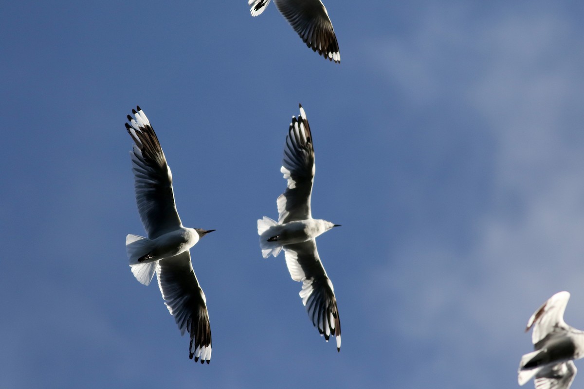 Andean Gull - ML26680871