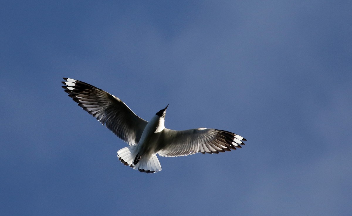 Andean Gull - ML26680881