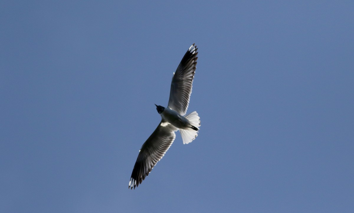 Andean Gull - ML26680891