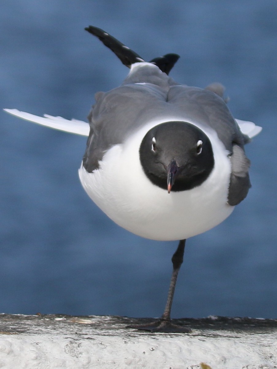 Laughing Gull - ML26680921