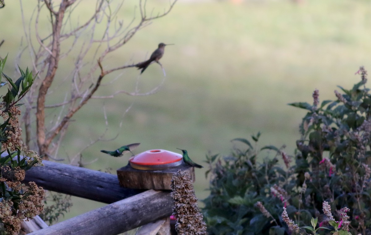 Sparkling Violetear - Jay McGowan