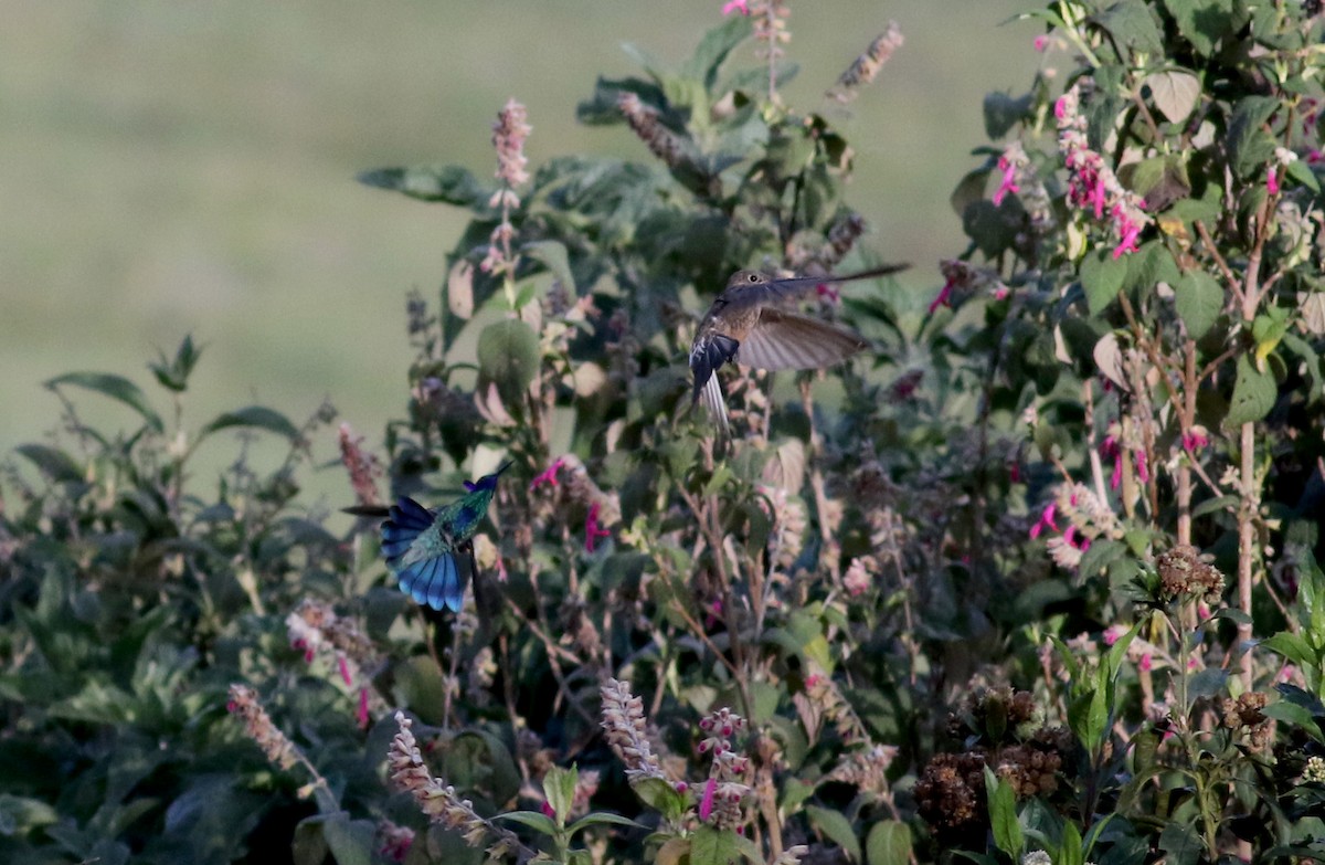 Colibri d'Anaïs - ML26680951