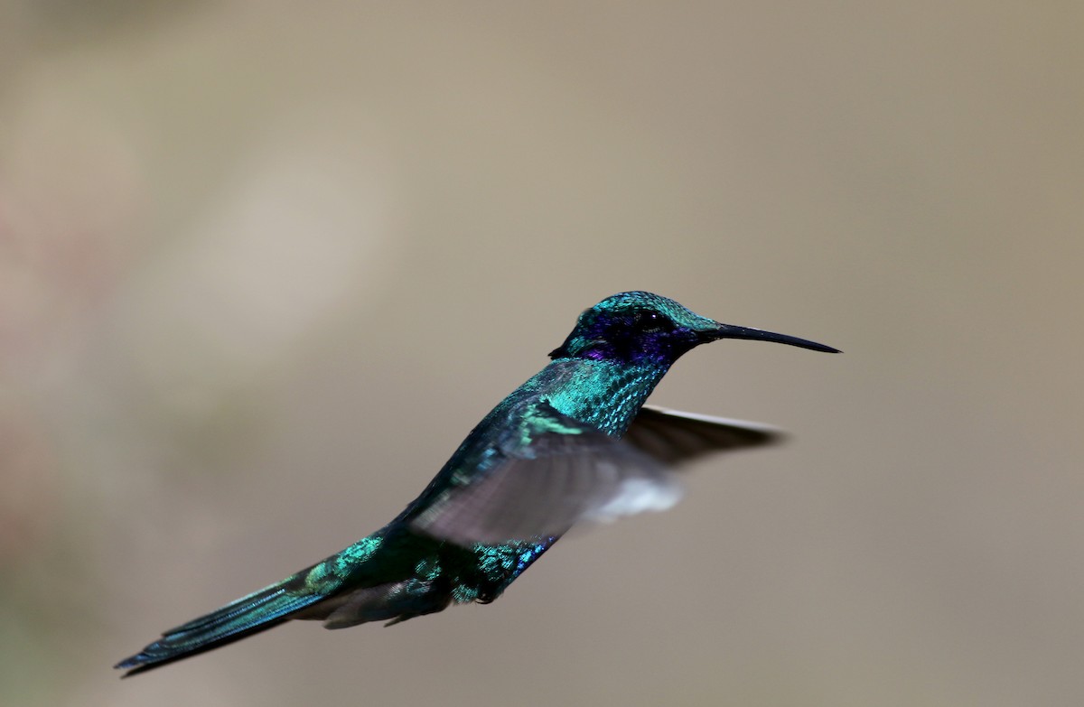 kolibřík modrolící - ML26680971