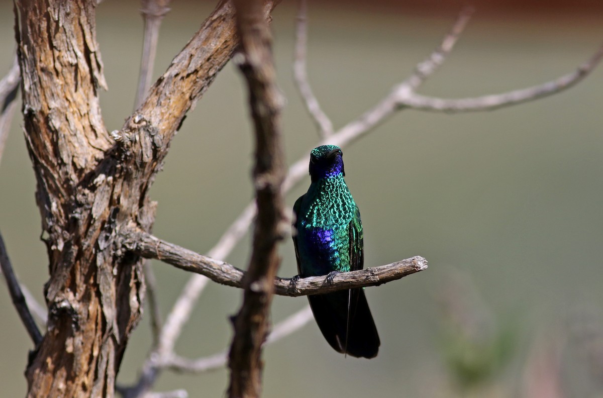 kolibřík modrolící - ML26680981