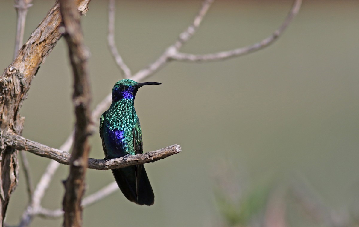 Glanz-Veilchenohrkolibri - ML26681021