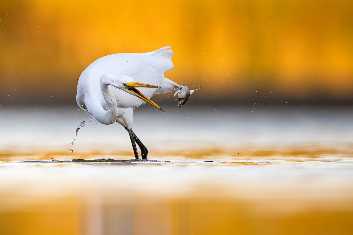 Great Egret - ML266810541