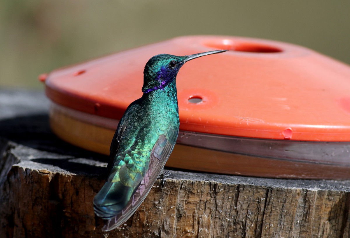 kolibřík modrolící - ML26681061