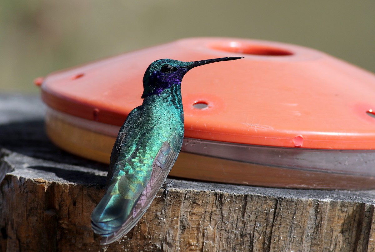 kolibřík modrolící - ML26681071