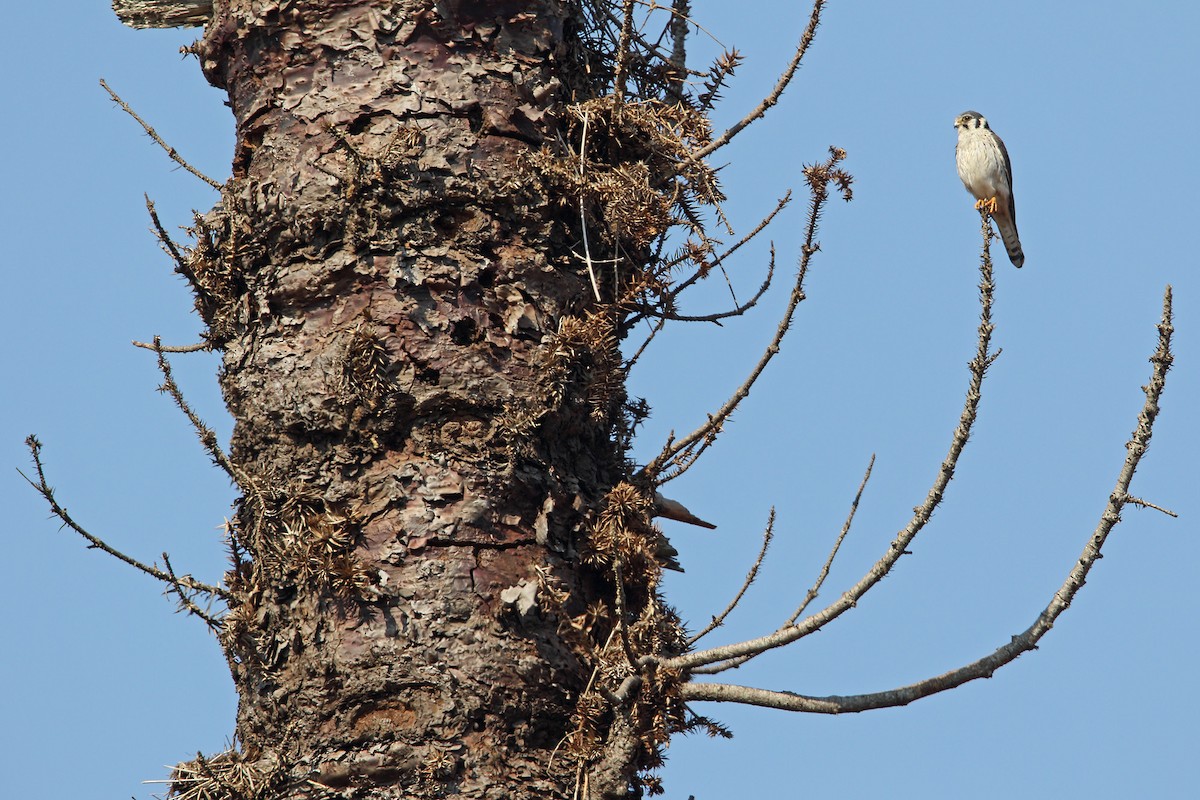 American Kestrel - ML266813311