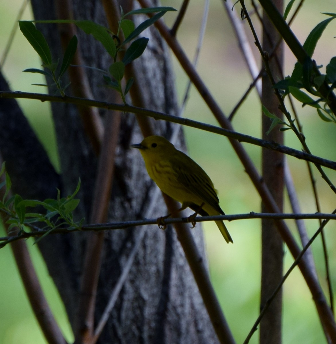 Yellow Warbler - John Bruin