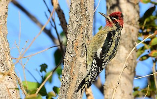 Red-naped x Red-breasted Sapsucker (hybrid) - eBird