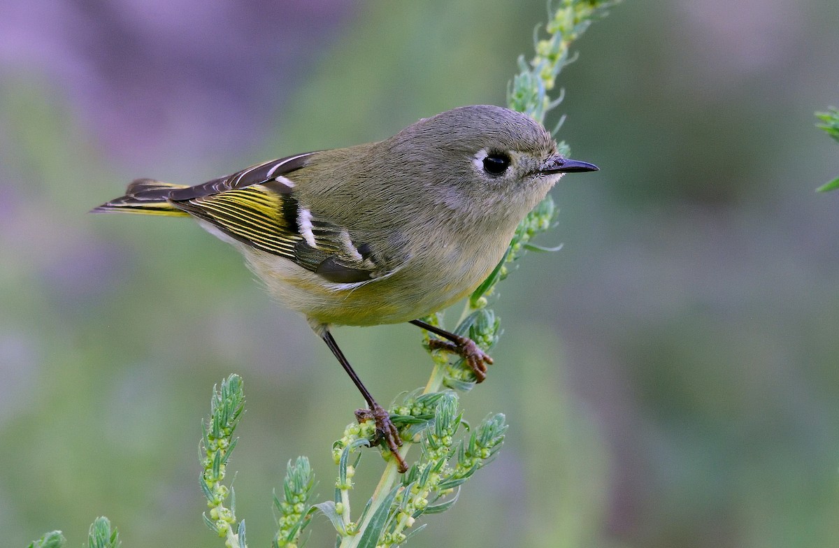 Ruby-crowned Kinglet - ML266814651