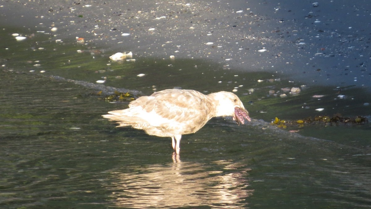 Glaucous-winged Gull - ML26681611