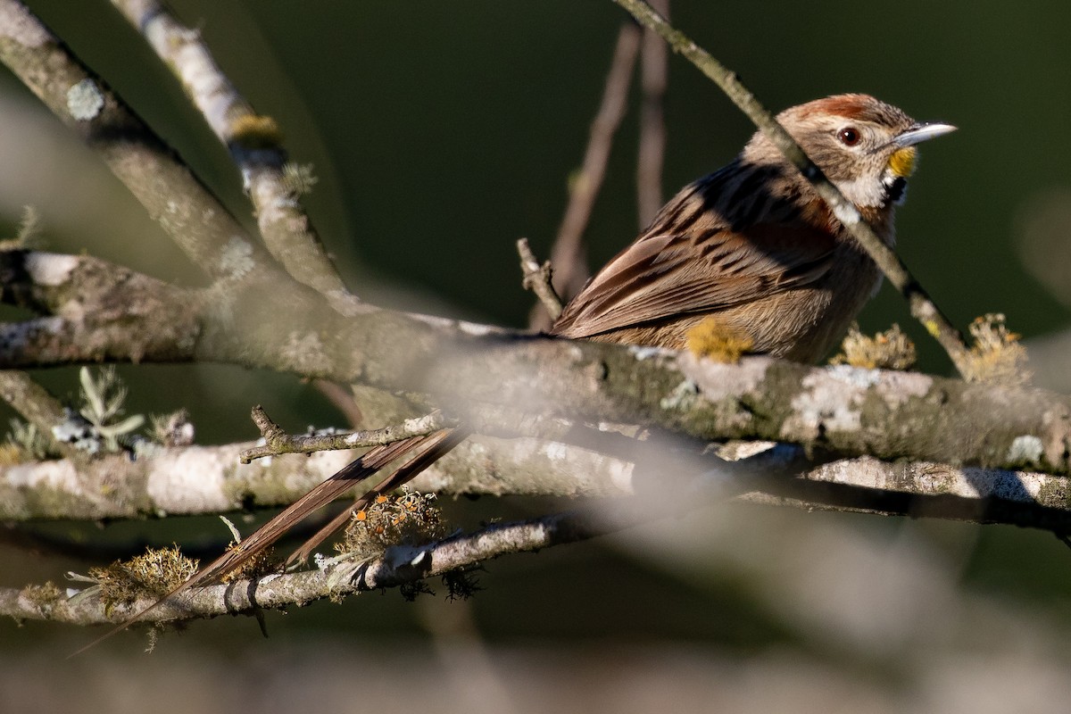 Chotoy Spinetail - ML266818331