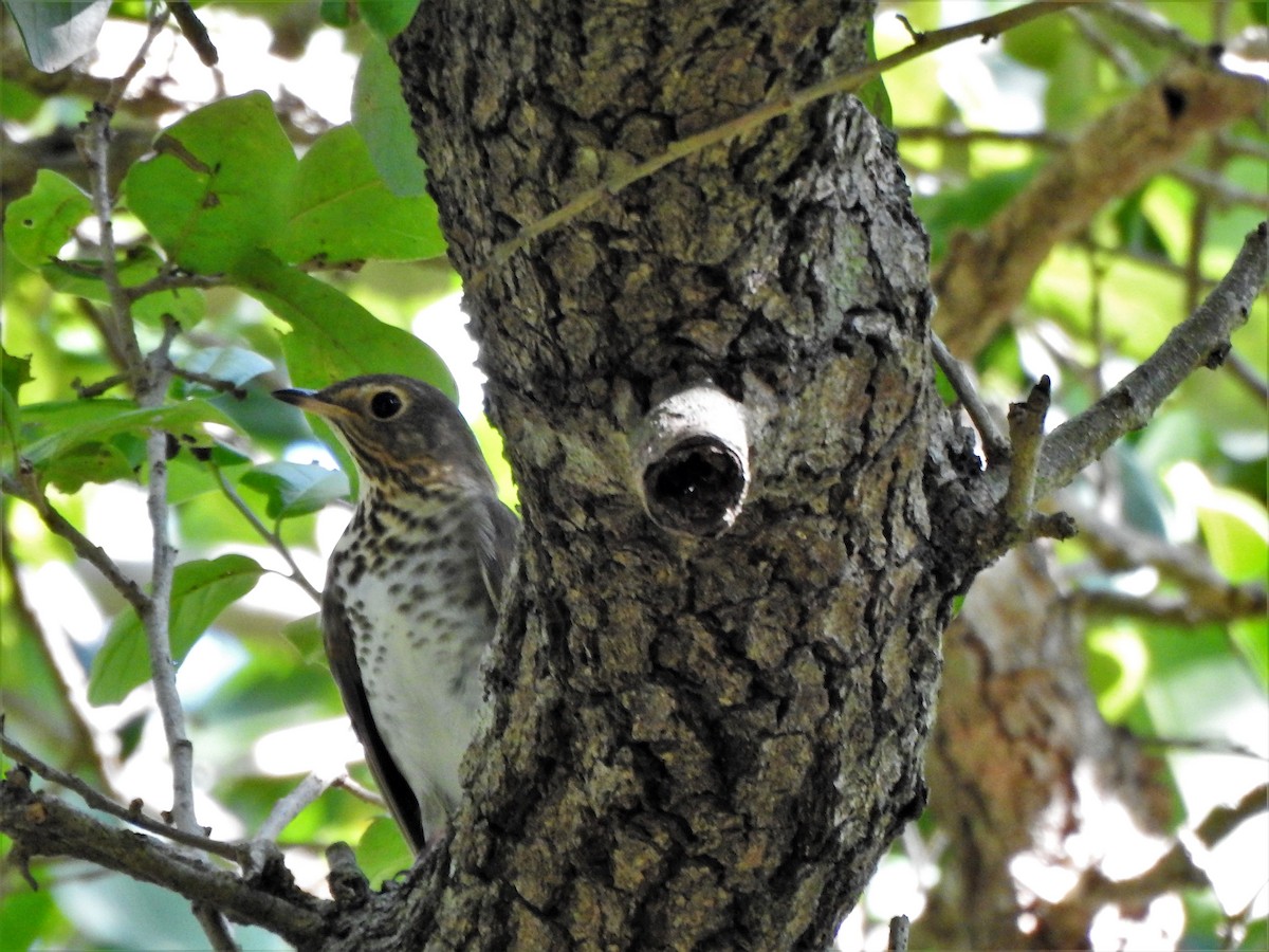 Swainson's Thrush - ML266819481