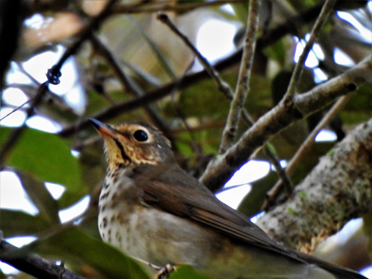 Swainson's Thrush - ML266819521