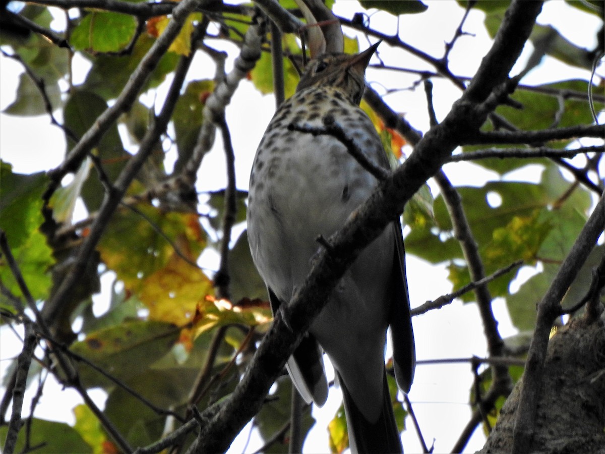 Swainson's Thrush - ML266819571