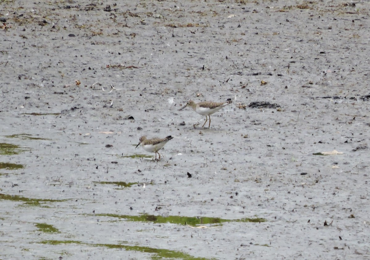 Solitary Sandpiper - ML266821841