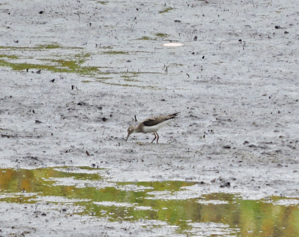 Solitary Sandpiper - ML266821881