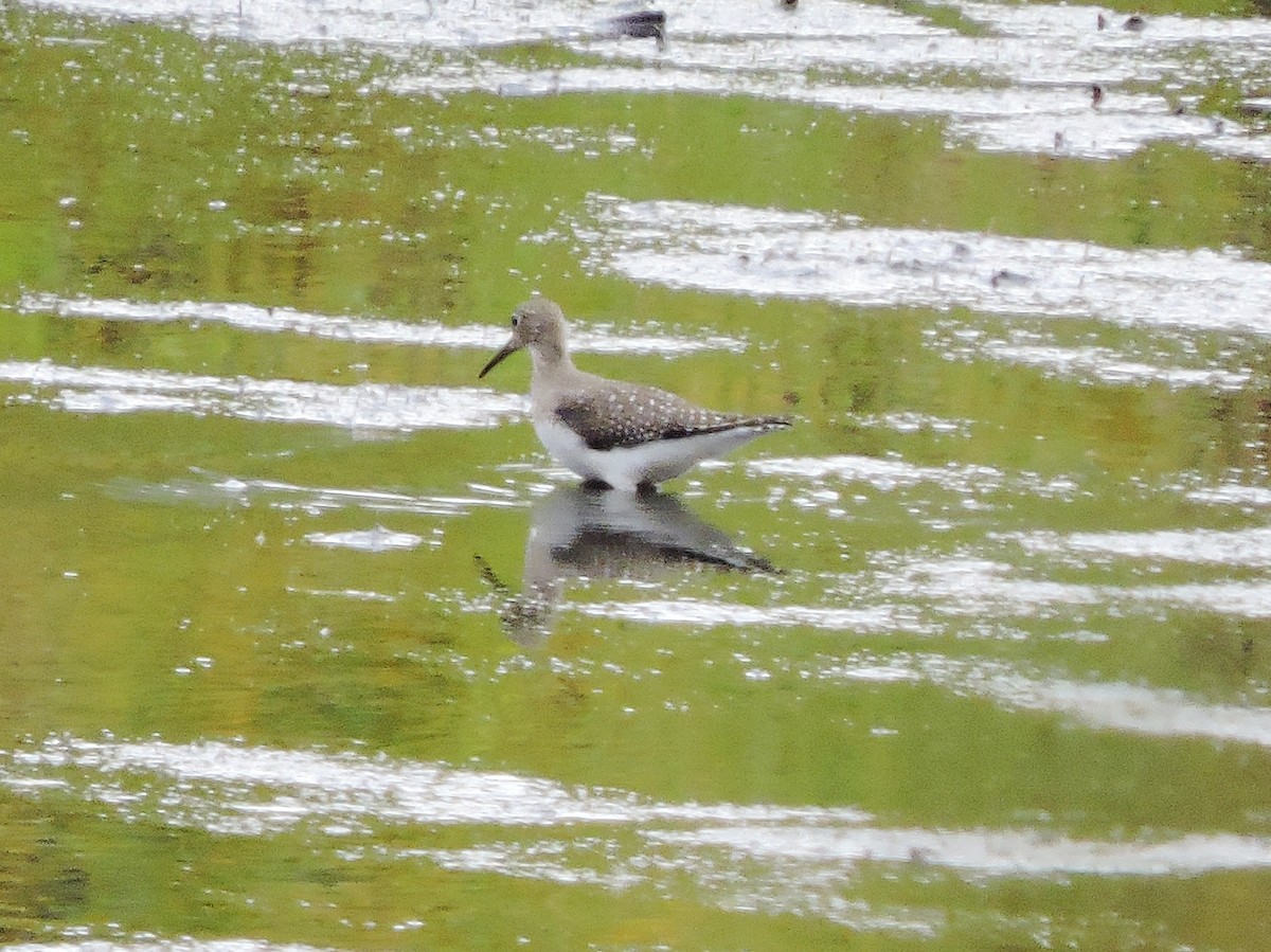 Solitary Sandpiper - ML266821891