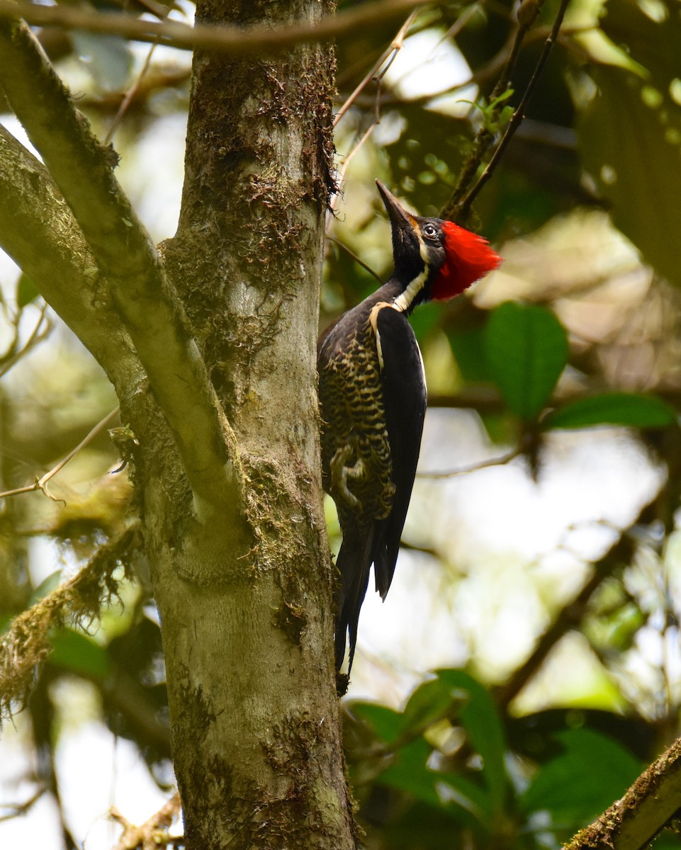 Lineated Woodpecker - ML26682211