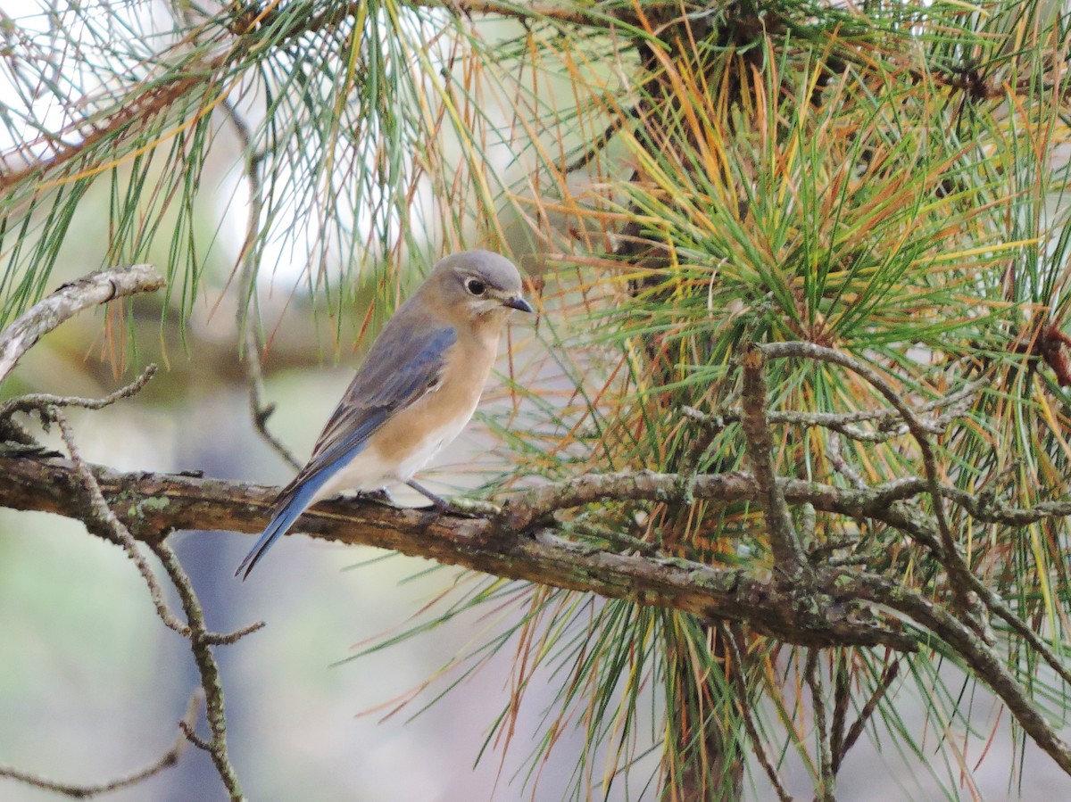 Eastern Bluebird - ML266822151