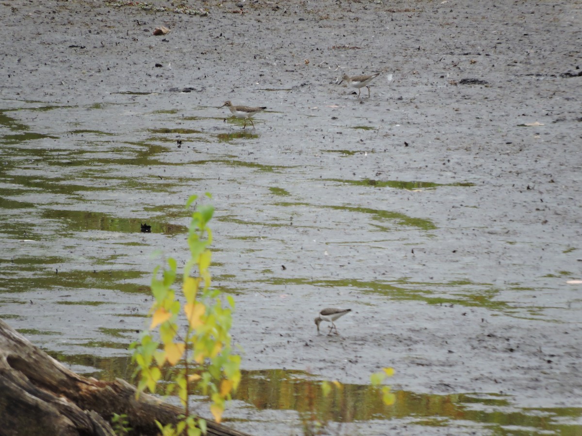 Solitary Sandpiper - Thomas Williams