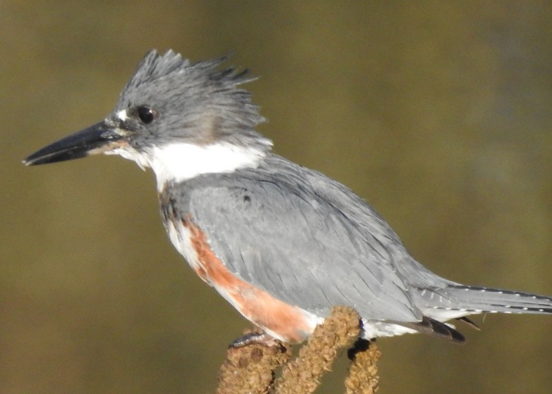 Belted Kingfisher - ML266822691