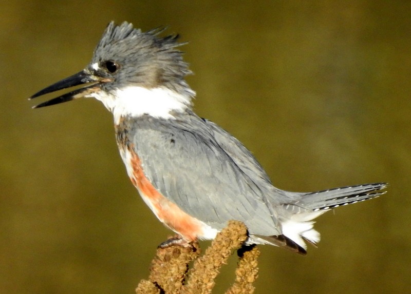 Belted Kingfisher - ML266822721