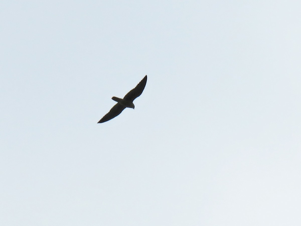 Peregrine Falcon - ML266822851