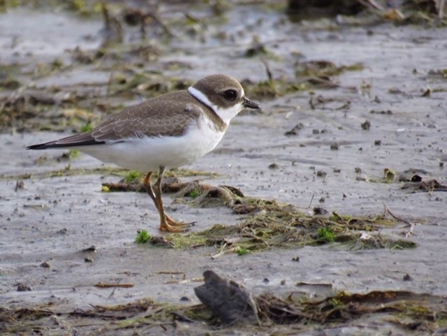 Semipalmated Plover - ML266823391
