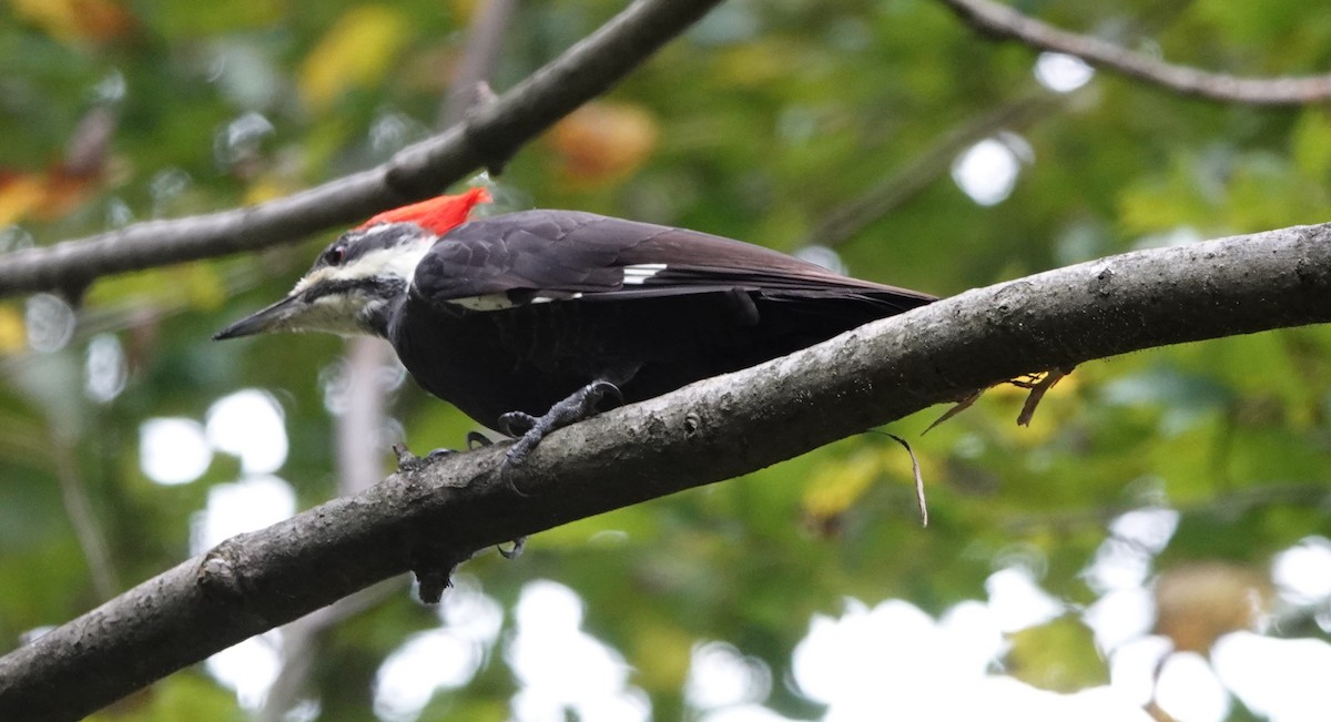 Pileated Woodpecker - Paul Salaman