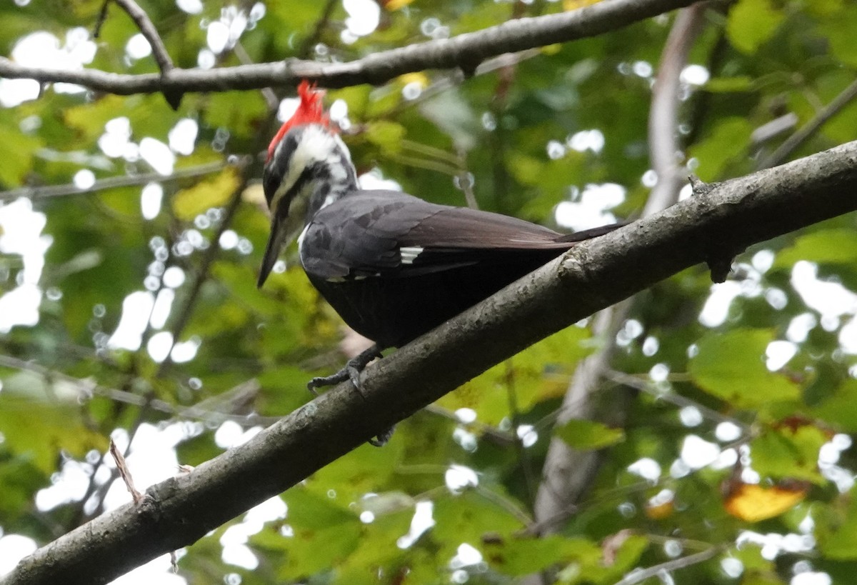 Pileated Woodpecker - ML266825901