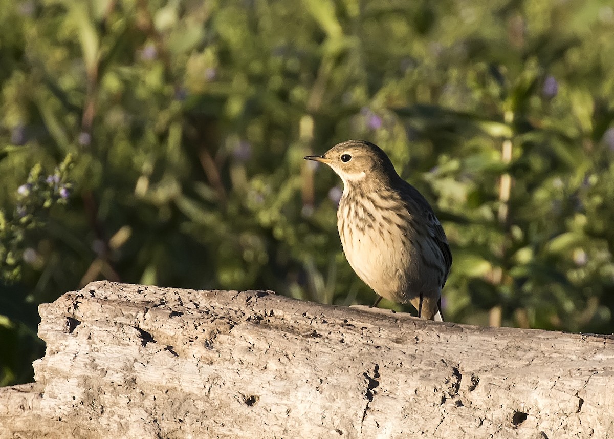 American Pipit - ML266826141