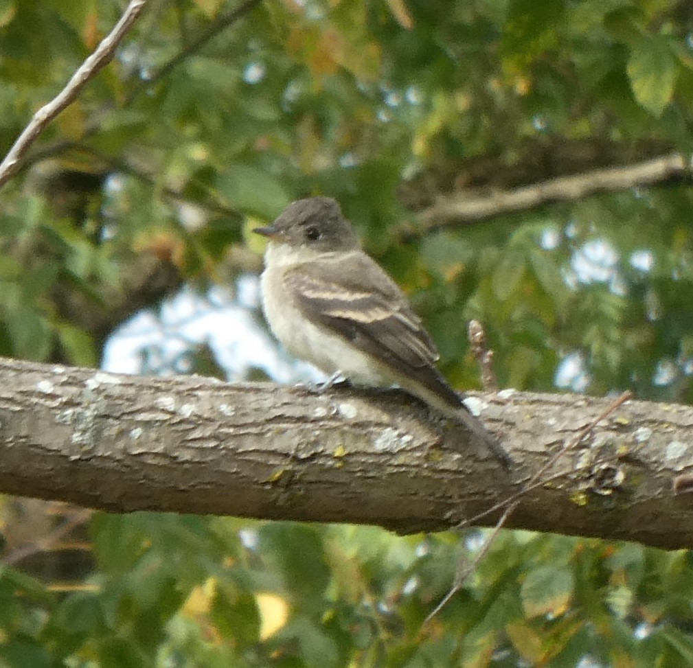 Eastern Wood-Pewee - ML266826301