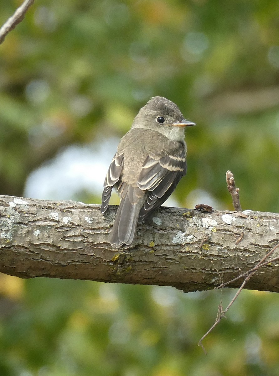 Hellbauch-Schnäppertyrann - ML266826351