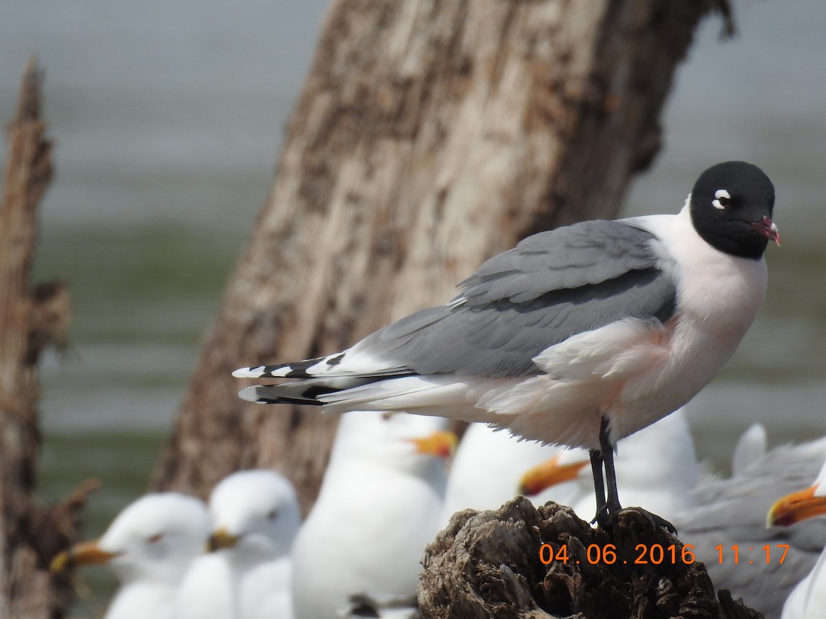 Franklin's Gull - ML26682821