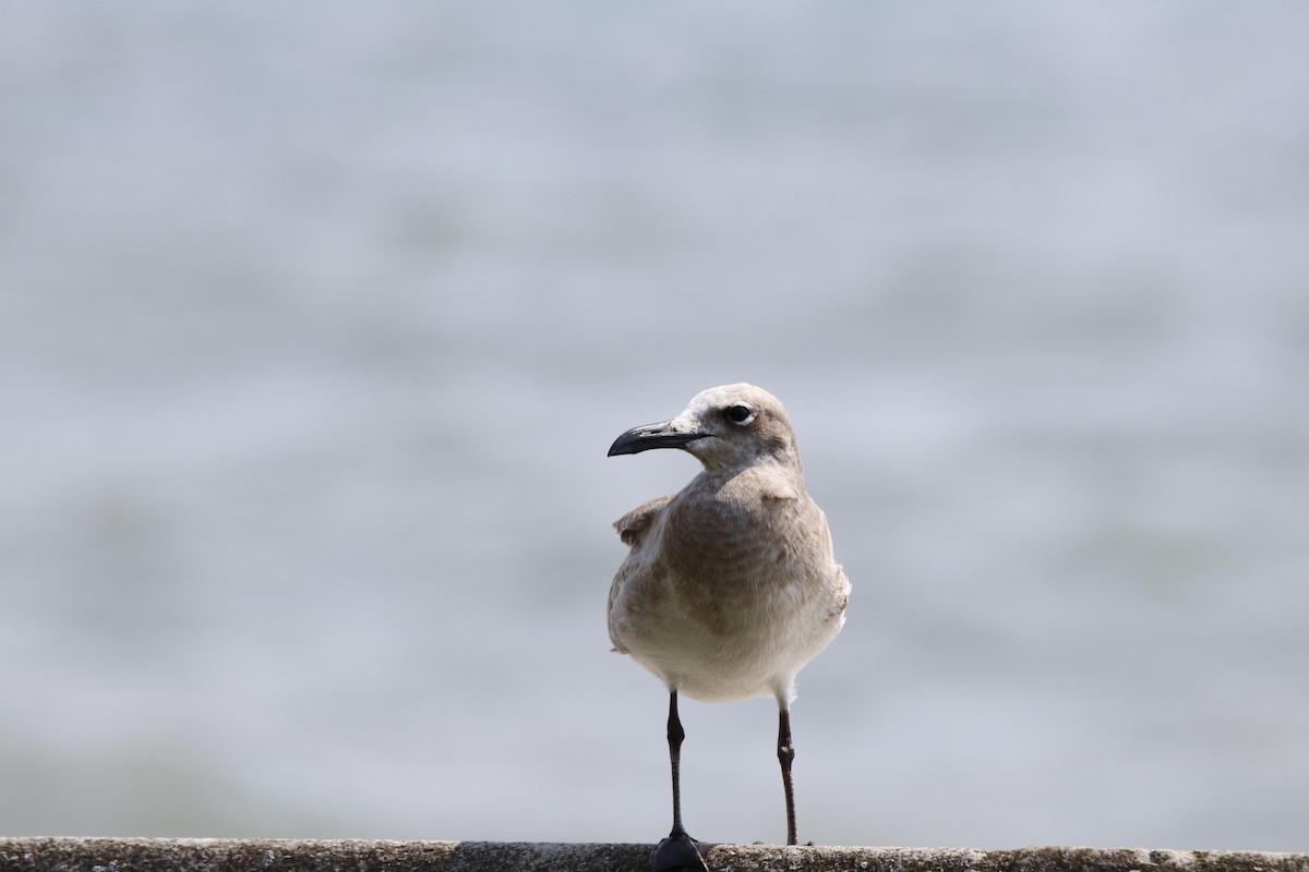 Laughing Gull - Walter Parker