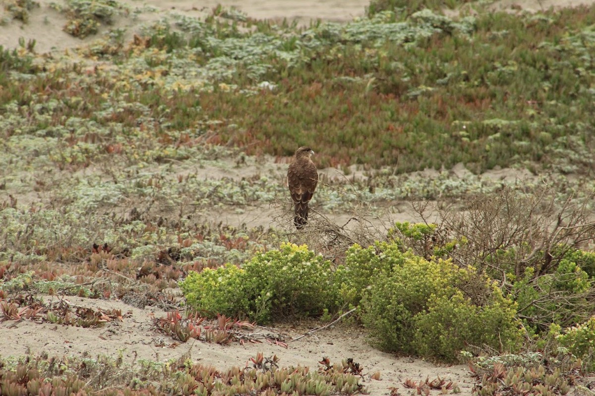 Chimango Caracara - ML266830601