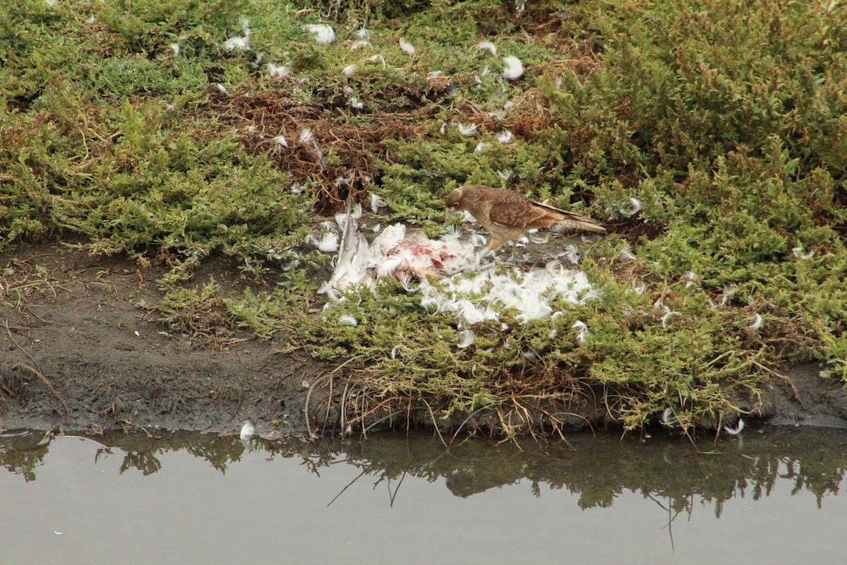 Caracara chimango - ML266830691