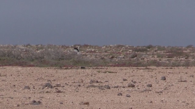 Outarde houbara (fuertaventurae) - ML266833851