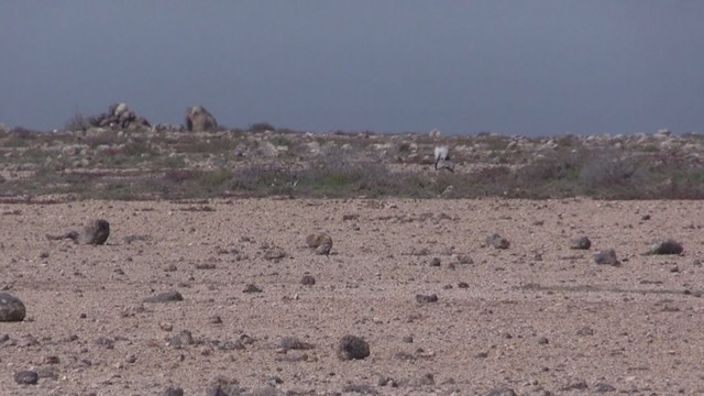 Outarde houbara (fuertaventurae) - ML266834881