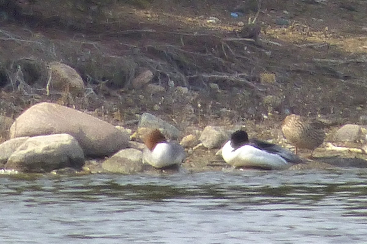 Common Merganser - ML26683541