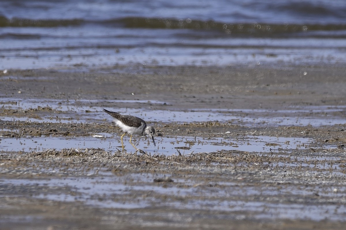 Lesser Yellowlegs - Miguel Ansenuza