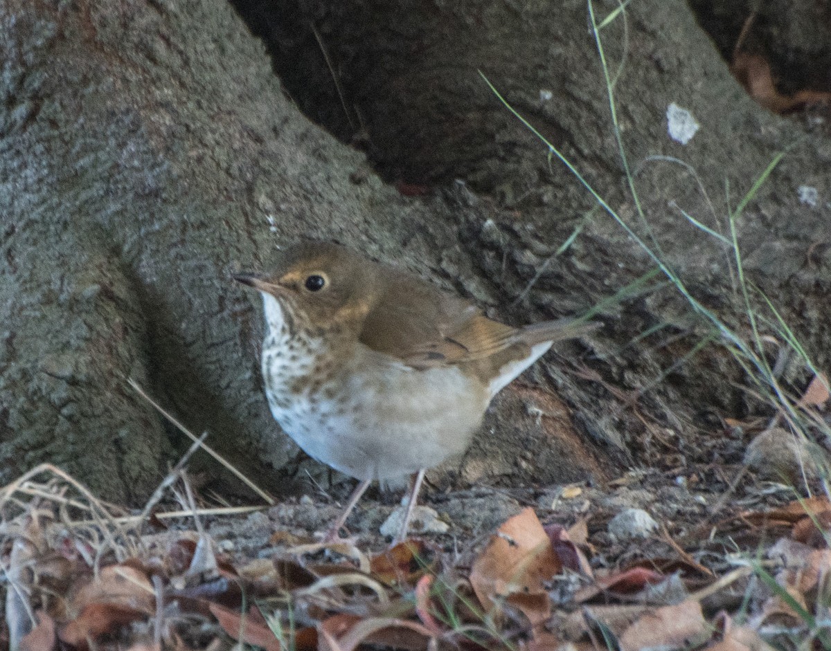 Swainson's Thrush - ML266836571