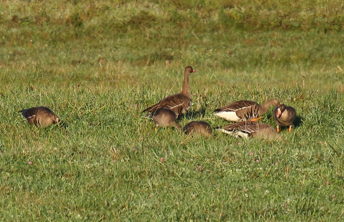 Greater White-fronted Goose - Greg Gillson