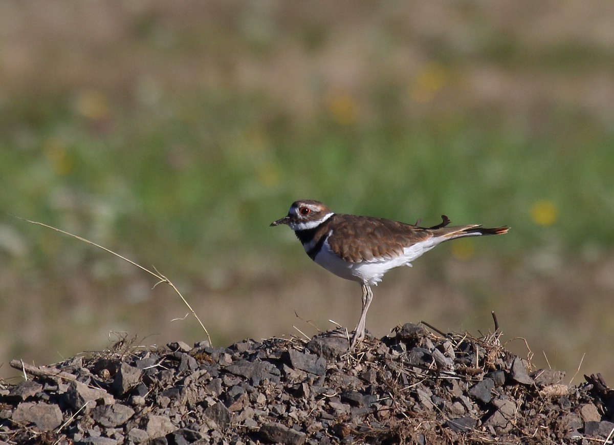 Killdeer - ML266839121