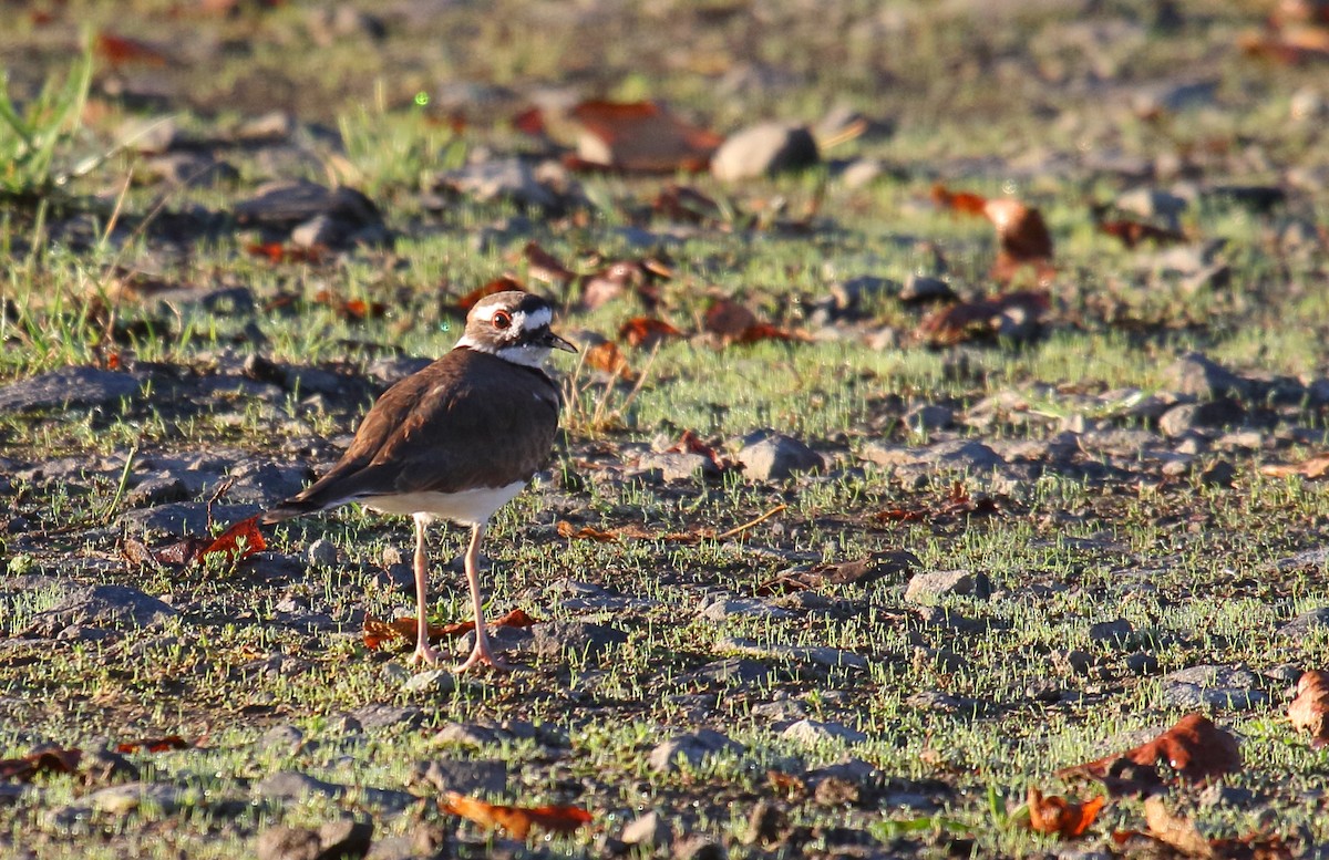 Killdeer - ML266839131